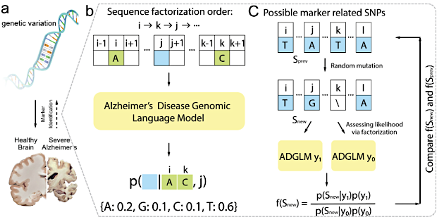 Flowchart for building a large genomic language model for Alzheimer's disease. Courtesy of Heng Huang.