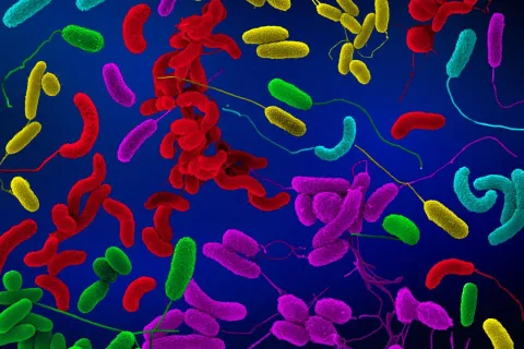 diverse pathogenic Vibrio species in red, blue, yellow, and green