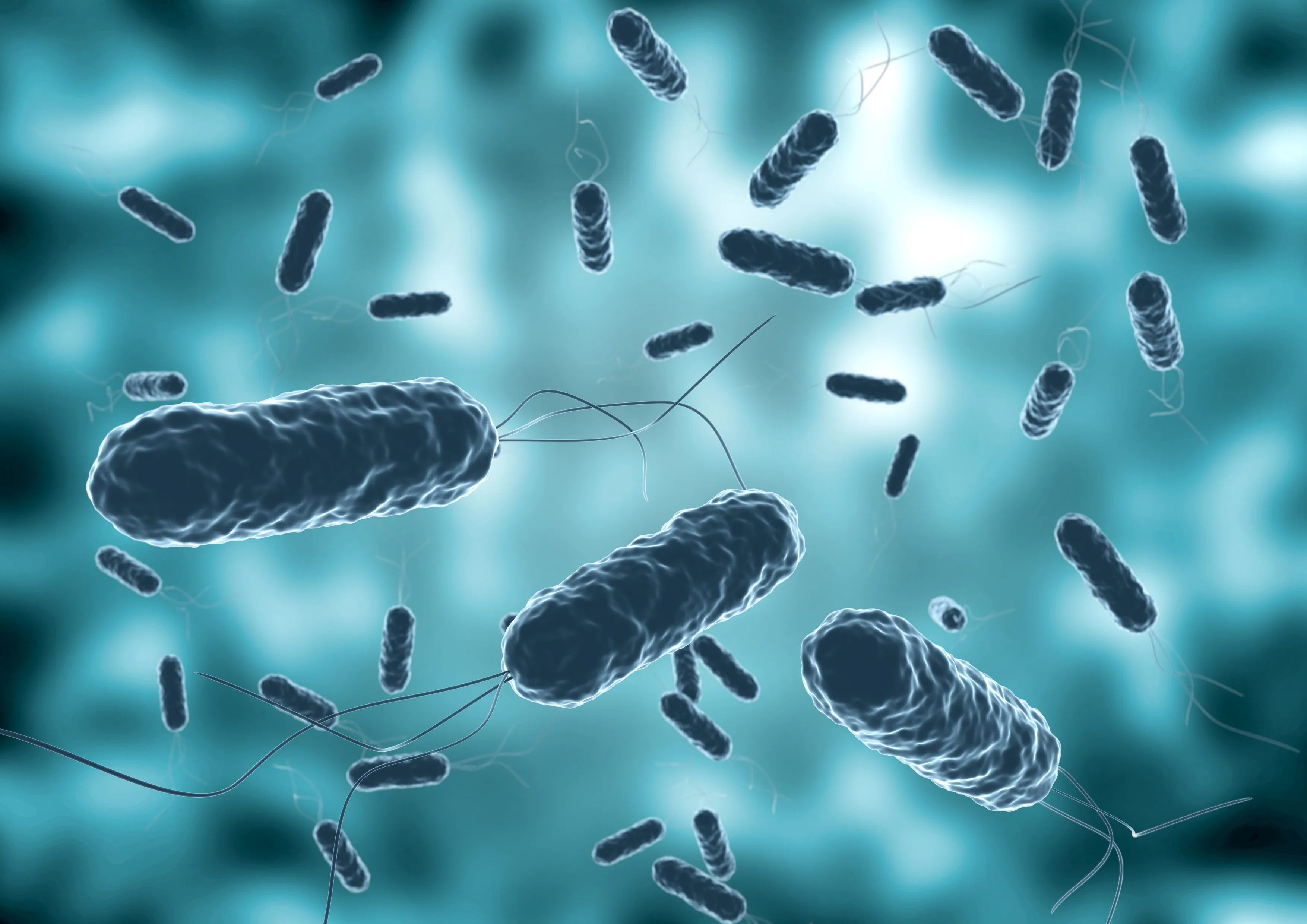 Vibrio bacteria
