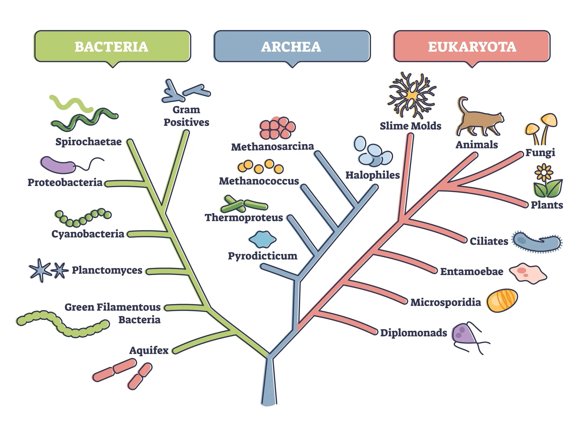 phylogenetic tree