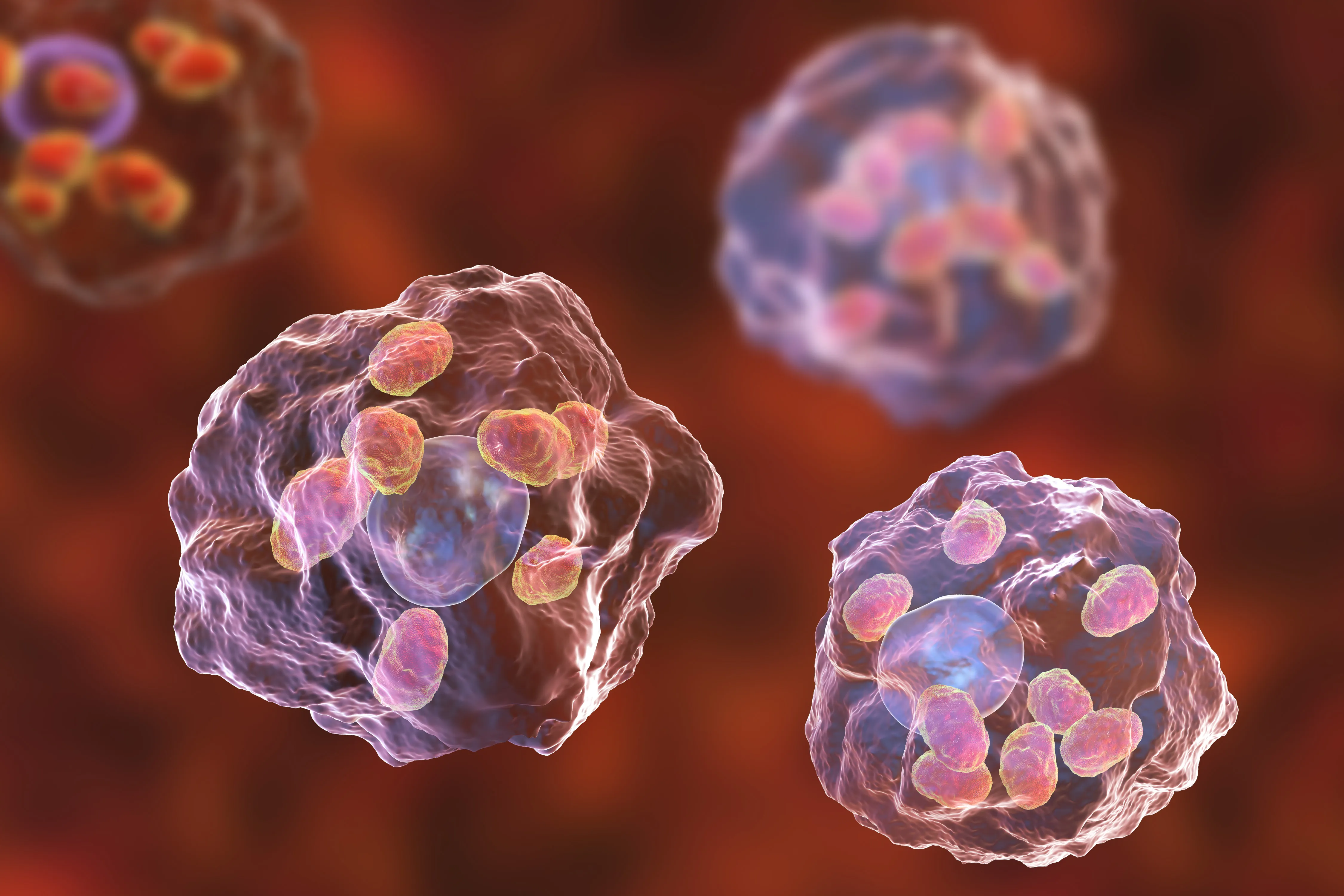 A 3D medical illustration showing multiple human macrophage cells infected with Leishmania parasites. The parasites appear as small, reddish-pink oval shapes clustered inside the larger, irregular translucent immune cells, set against a dark red background.